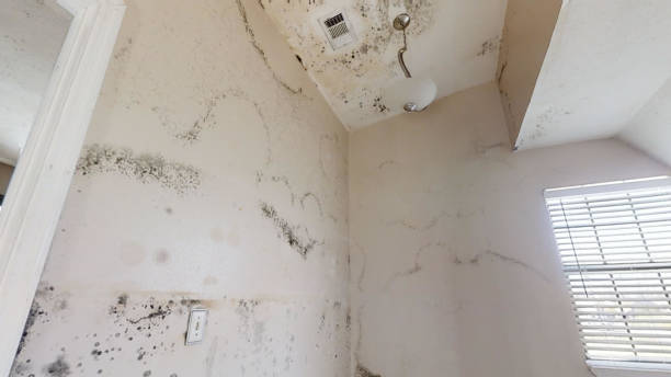 Best Emergency Mold Remediation  in Mercerville, NJ