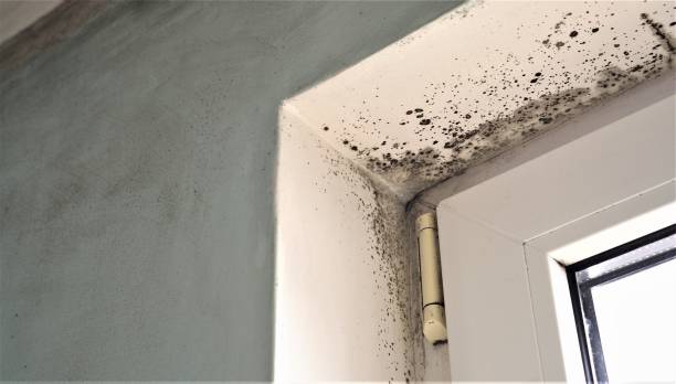 Best Black Mold Removal  in Mercerville, NJ