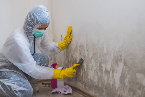 Trusted Mercerville, NJ Mold Removal Experts