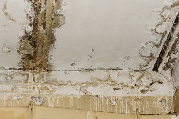 Best Basement Mold Removal  in Mercerville, NJ