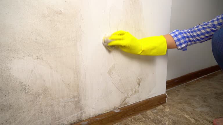 Best Comprehensive Air Testing for Mold Contaminants  in Mercerville, NJ