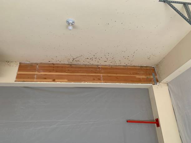 Best Crawl Space Mold Remediation  in Mercerville, NJ