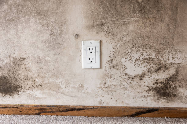 Best Post-Remediation Verification Testing  in Mercerville, NJ